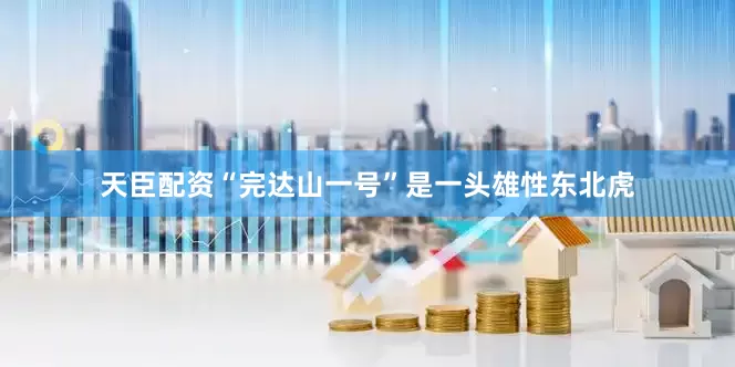 天臣配资“完达山一号”是一头雄性东北虎